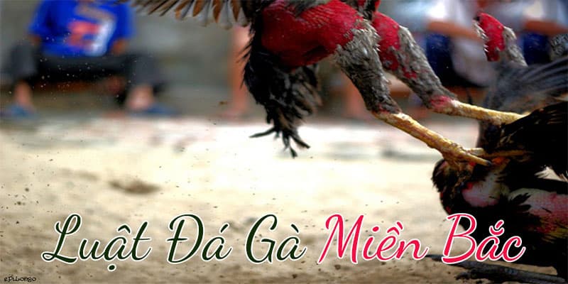 Luật chơi đá gà dành cho người mới